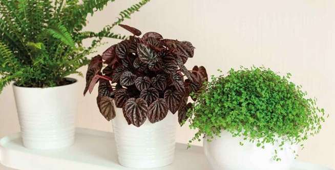 Peperomia