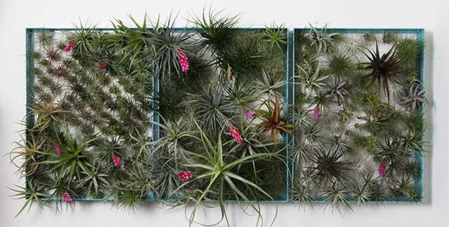 Tillandsia