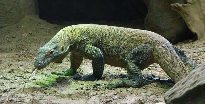 Pulau Komodo