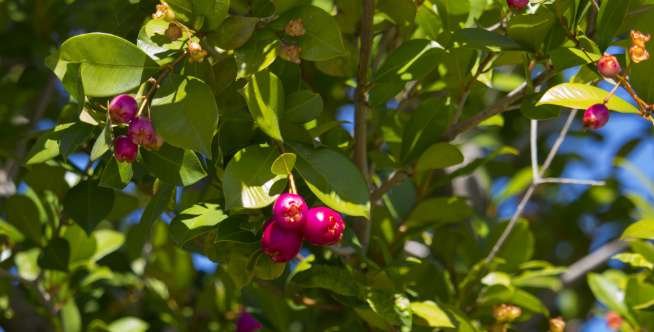 Lilly pilly (Syzygium smithii)