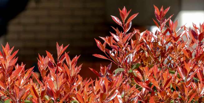 Photinia 'Red Robin'