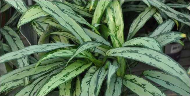 Aglonema Cutlass