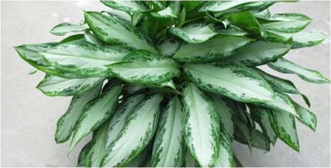 Aglonema Emerald Bay