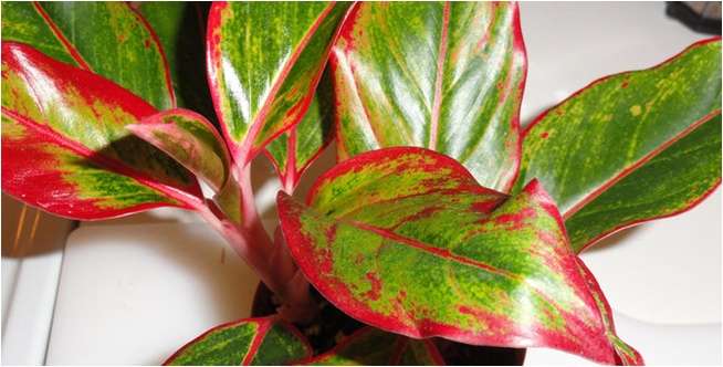 Aglonema Red Gold