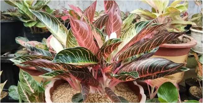 Aglonema Pride of Sumatera