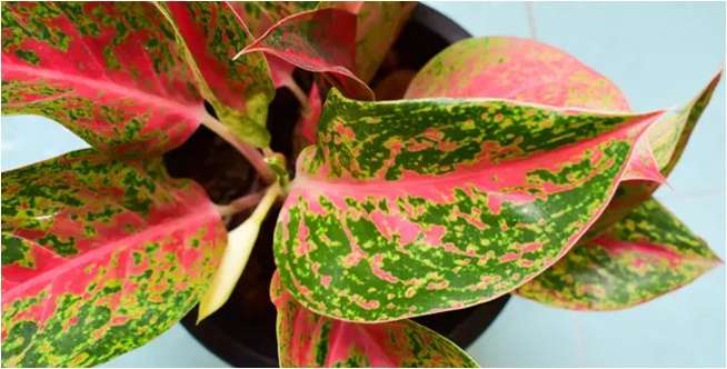 Aglonema Adelia