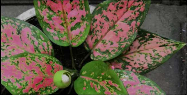Aglonema Widuri