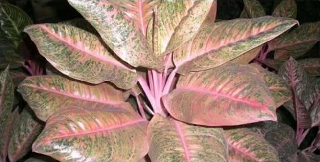 Aglonema Harlequin