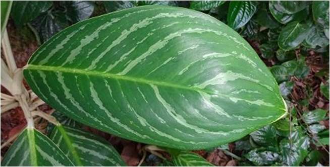 Aglonema Nitidium