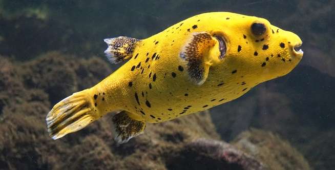 Memilih Ikan Bintik Mutiara