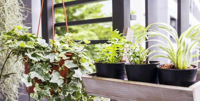 Lap dan bersihkan daun secara rutin
