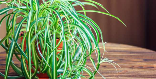 Lili Paris/ Spider Plants