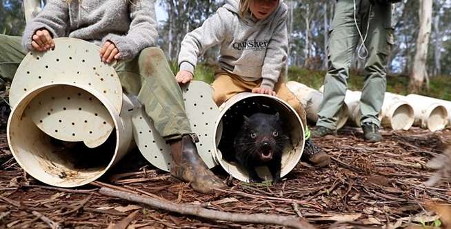 Kepunahan Tasmanian Devil