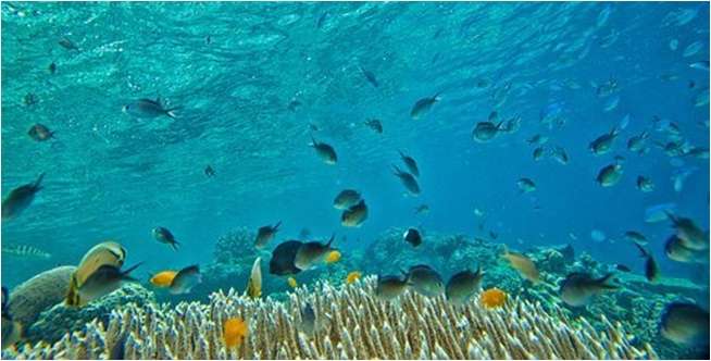 Hilangnya Habitat Ikan-Ikan Kecil