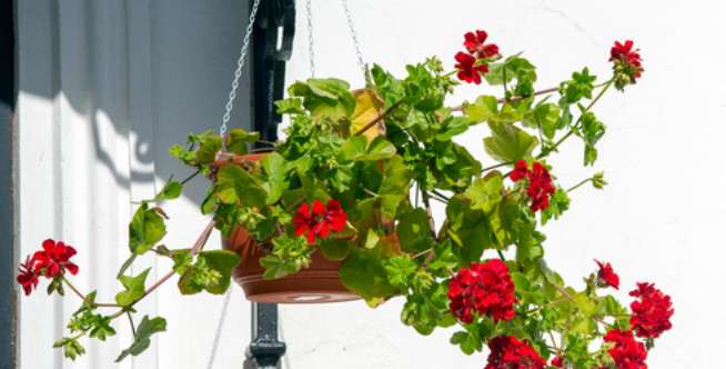 Geranium
