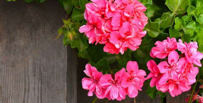 Tanaman Berbunga Cantik yang Bisa Ditaruh dalam Ruangan