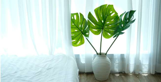 Monstera