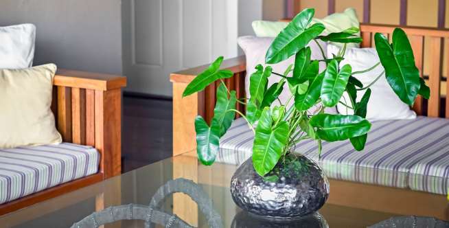 Philodendron