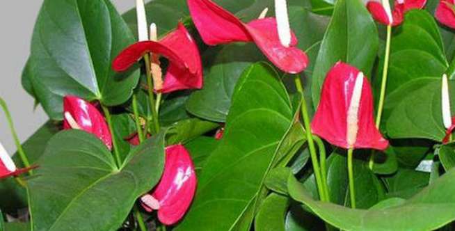 Menilik Tren Tanaman Pada 2021, Anthurium Masih Jadi Favorit