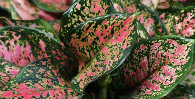 Aglaonema