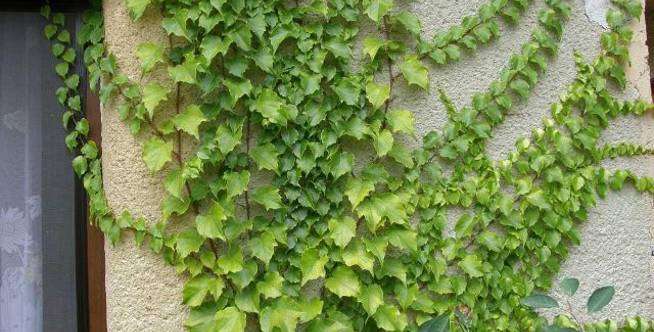 3. Boston ivy