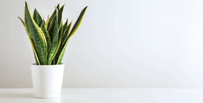 1. Pilih pot yang tepat