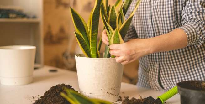 4. Tempatkan di area hangat dan terang