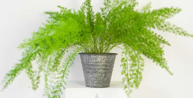 Philodendron dan Pakis Boston