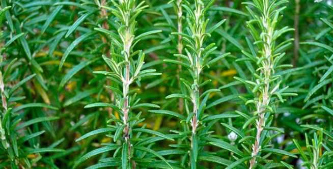 2. Rosemary