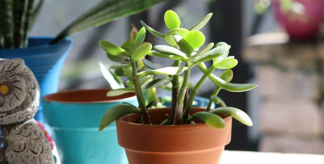 Tanaman Pot