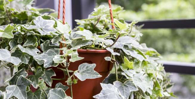 5 Langkah Lindungi Tanaman Hias dari Sinar Matahari Berlebih