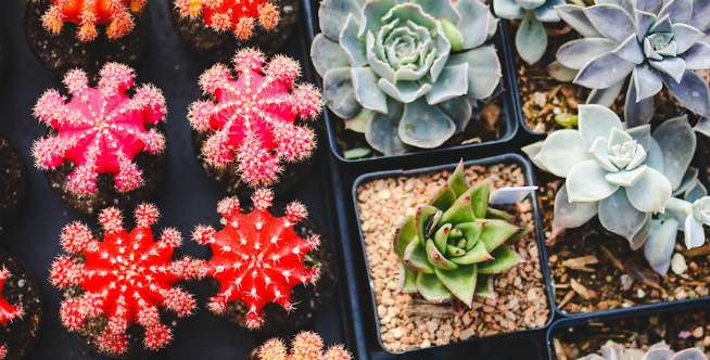 Hindari Tanaman Ini Dalam Ruangan