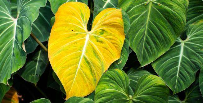 Paparan Matahari dan Irigasi