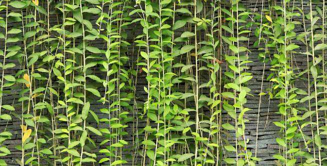 Butuh 2 Tahun untuk Lebat