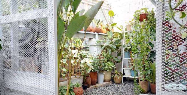 Ide Seru Green House Mini untuk Koleksi Tanaman