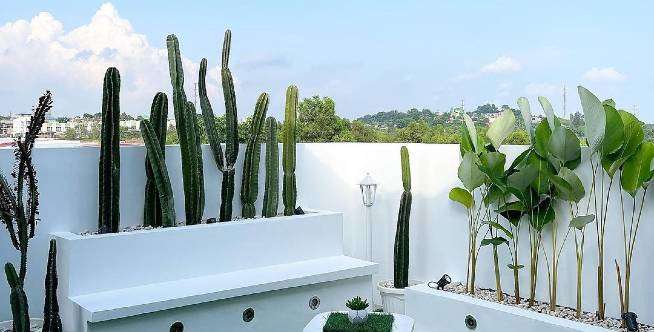 Viral Ide Rooftop Taman Kering, Bisa Jadi Inspirasi