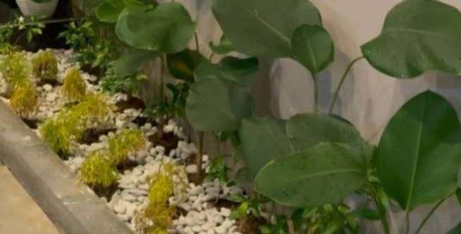 Bikin Taman Cantik Cuma Habiskan Rp500 Ribu