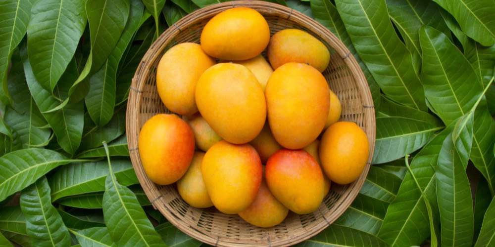 4 kekayaan mangga