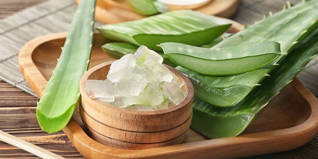 Cara Mudah Membuat Gel Lidah Buaya