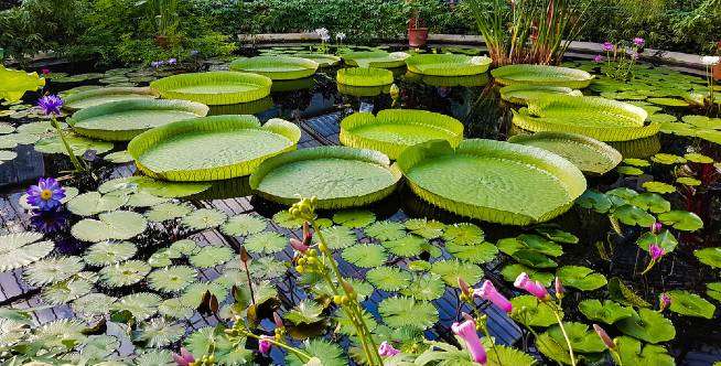 Longwood Gardens