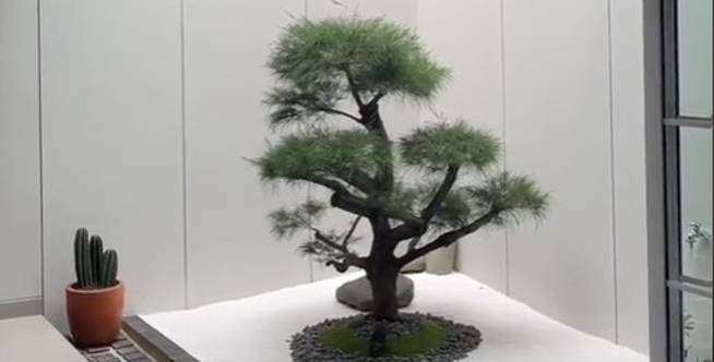 Bikin Taman Kering Bernuansa Zen, Cari Tahu Biayanya