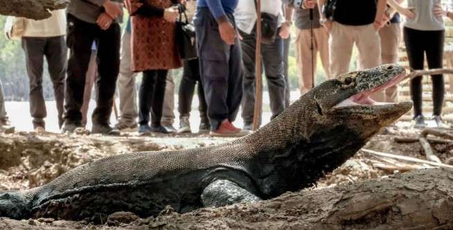 Adanya peluang usaha untuk masyarakat NTT