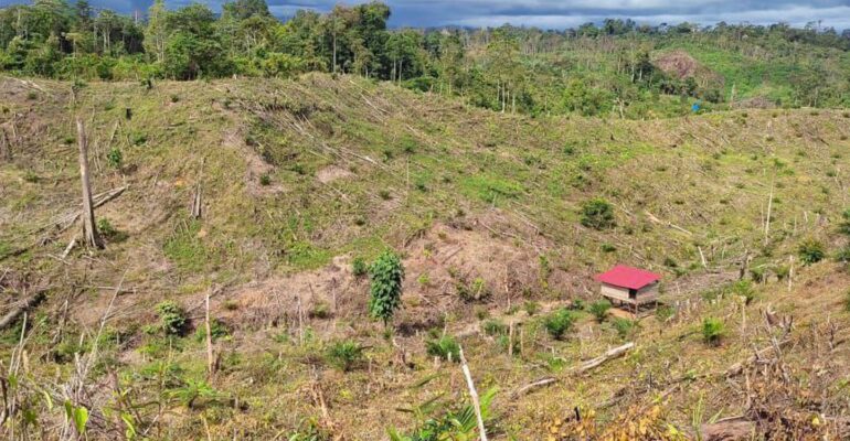 Deforestasi Sistemik di Bengkulu