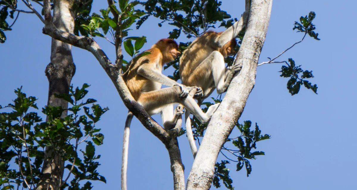 Mengunjungi Taman Wisata Alam Pulau Bakut