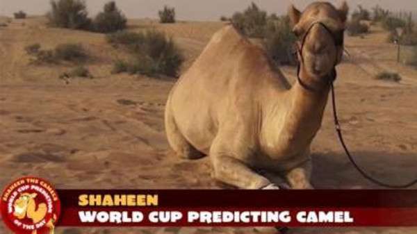 Shaheen, Unta Penebak Skor Piala Dunia 2014