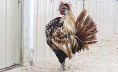 Ayam Termahal Sedunia Ada di Negara Muslim Ini