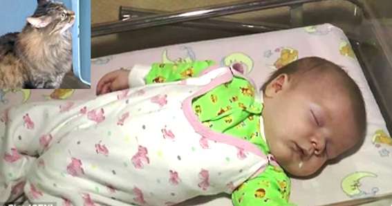 Kisah Kucing Penyelamat Bayi Terlantar