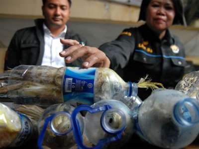 Penyelundupan Kakatua dalam Botol Curi Perhatian Media Asing