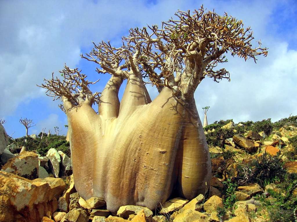 Dajjal di Pulau Socorta, Benarkah?