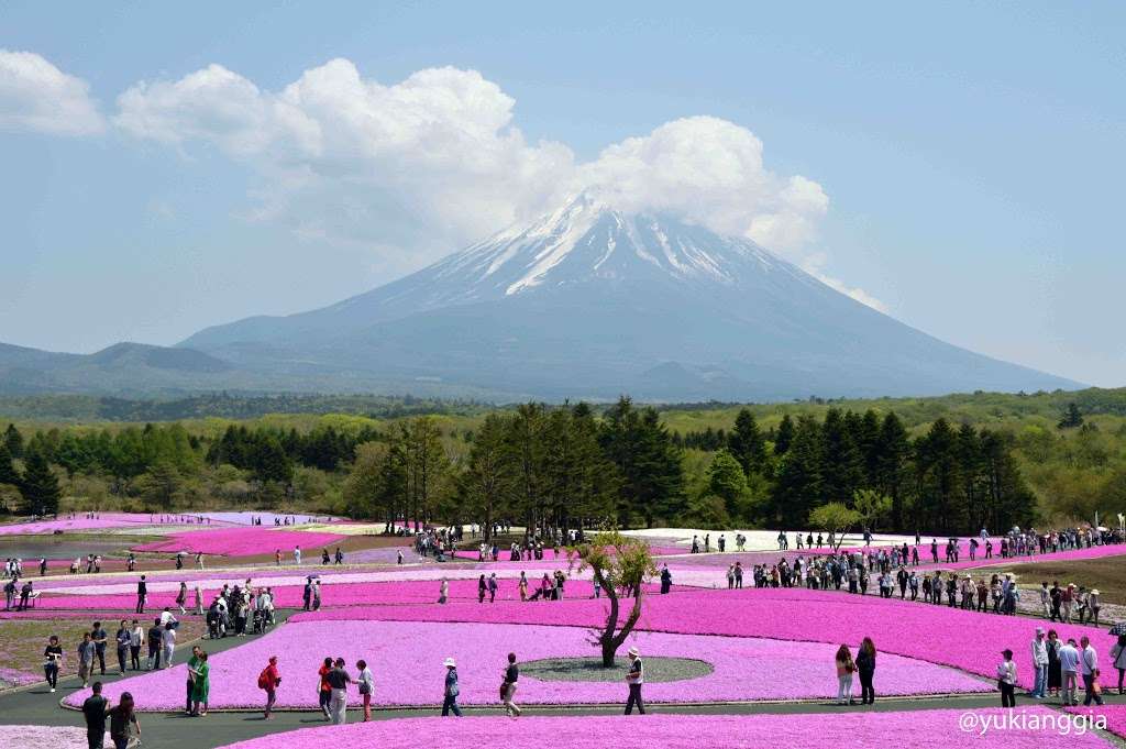 Indahnya Festival Bunga di Negeri Sakura